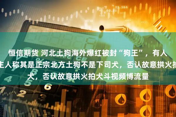 恒信期货 河北土狗海外爆红被封“狗王”，有人为它写传记！狗主人称其是正宗北方土狗不是下司犬，否认故意拱火拍犬斗视频博流量